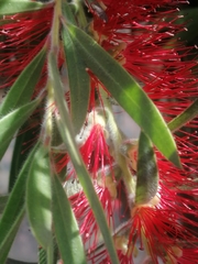 Melaleuca