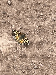Phyciodes mylitta arizonensis