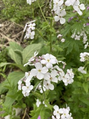 Hesperis matronalis