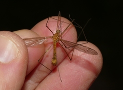 Tipula bezzii
