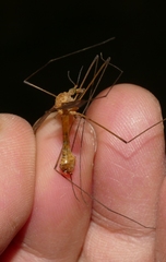 Tipula bezzii