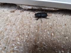 Dorcus parallelipipedus