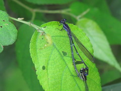 Argia indicatrix