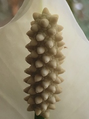 Spathiphyllum wallisii