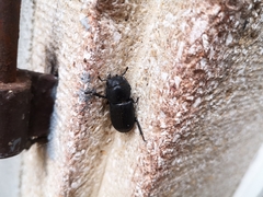 Dorcus parallelipipedus