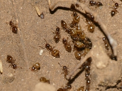Crematogaster sordidula