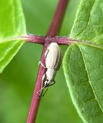 Aphrastus taeniatus