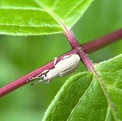 Aphrastus taeniatus