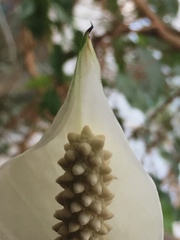 Spathiphyllum wallisii