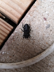Dorcus parallelipipedus