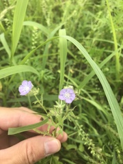 Phacelia hirsuta