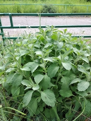 Marrubium peregrinum