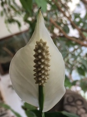 Spathiphyllum wallisii