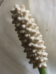 Spathiphyllum wallisii