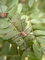 Leiobunum aldrichi