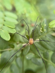 Leiobunum aldrichi