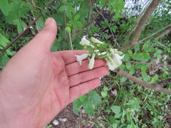 Penstemon alluviorum