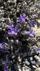 Campanula topaliana