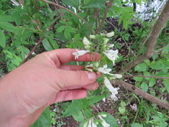 Penstemon alluviorum