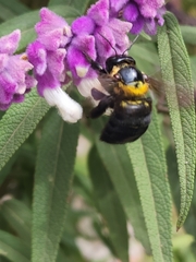 Xylocopa eximia