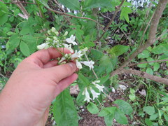 Penstemon alluviorum