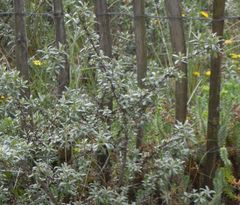 Hippophae rhamnoides