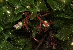 Eulithidium affine