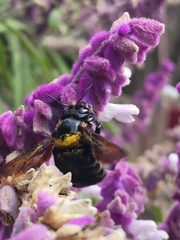 Xylocopa eximia