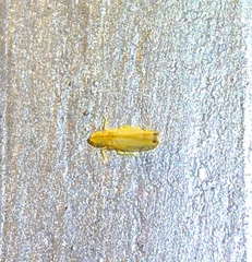 Sophonia longitudinalis
