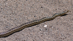 Pituophis catenifer pumilus