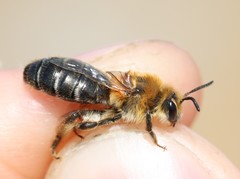 Andrena barbilabris