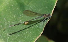 Argia rhoadsi