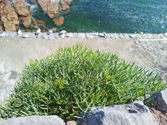 Crithmum maritimum