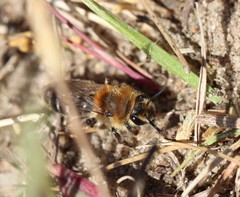 Andrena barbilabris