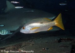 Lutjanus monostigma