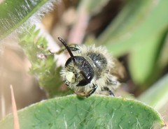 Andrena humilis