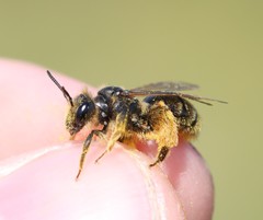 Andrena humilis