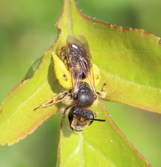 Andrena humilis