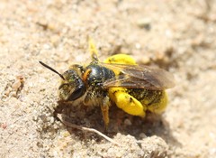 Andrena humilis