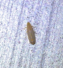 Sophonia longitudinalis