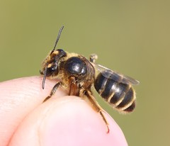 Andrena labialis