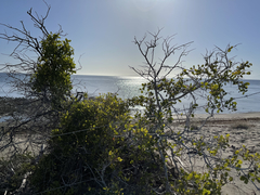 Maytenus phyllanthoides