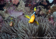 Amphiprion chrysopterus