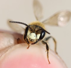 Andrena labialis