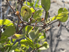 Maytenus phyllanthoides
