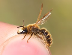 Andrena labialis