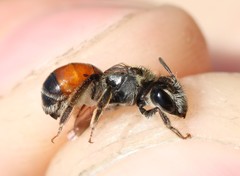 Andrena labiata