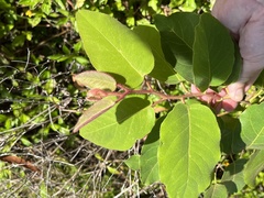 Dalbergia ecastaphyllum