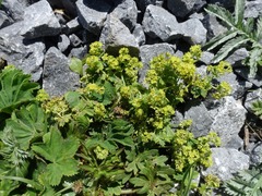 Alchemilla xanthochlora
