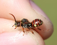 Nomada striata